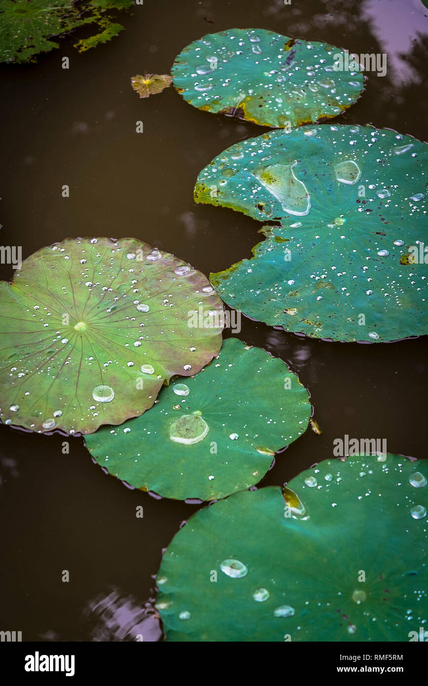 Pond with lily pads Vietnam Stock Photo Biology Diagrams