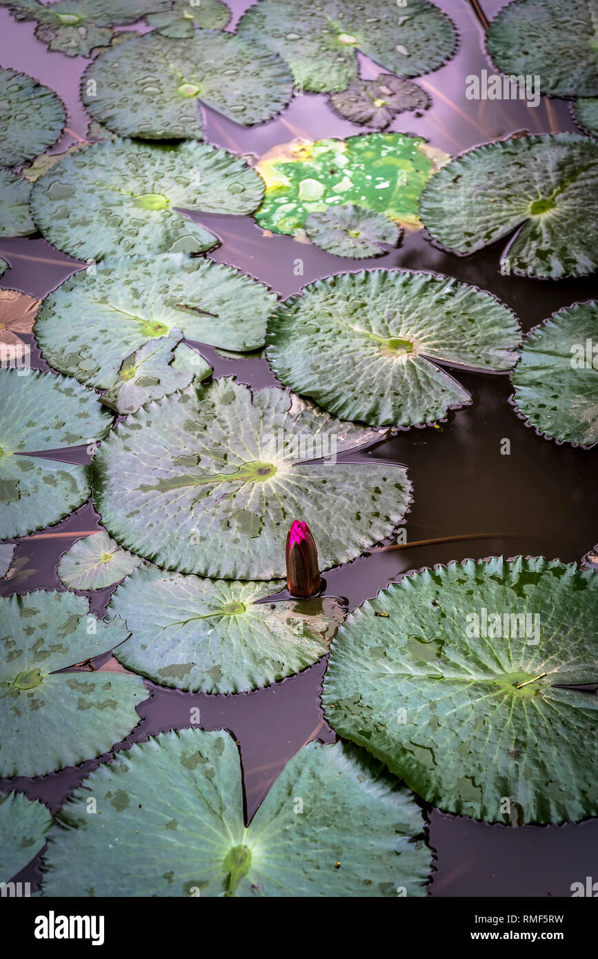 Pond with one waterlily bud and lily pads, Vietnam Stock Photo Biology Diagrams