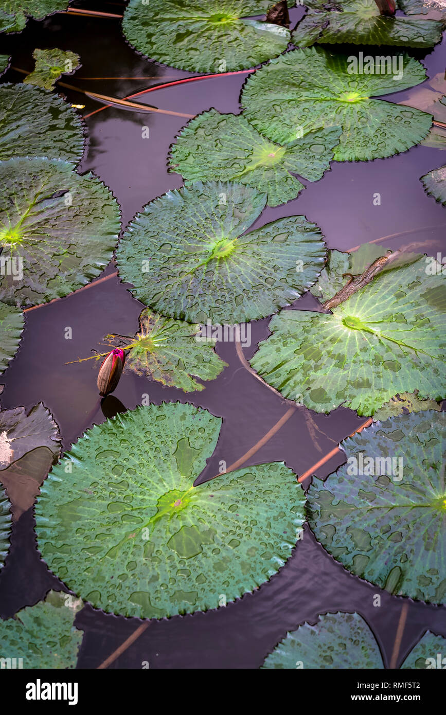 Pond with one waterlily bud and lily pads, Vietnam Stock Photo Biology Diagrams