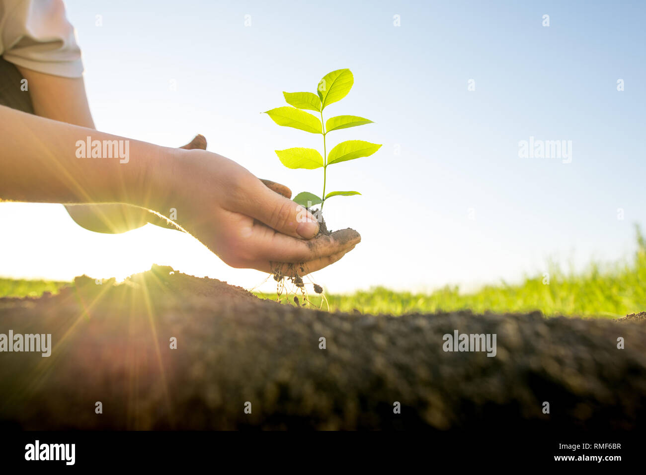 hands holding green plant Stock Photo