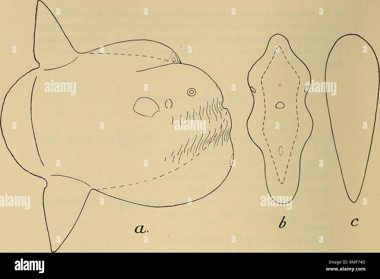 . Annals of the South African Museum = Annale van die Suid-Afrikaanse Museum. Natural history. 654 Annals of the South African Museum.. Fig. 5.—a, Outline of the Kommetje 1934 Sun-fish; the broken line represents the outline of a normal specimen, b, Cross-section of same, the broken line being the normal cross-section in M. mola. c, Cross-section of M. lanceolata.. Please note that these images are extracted from scanned page images that may have been digitally enhanced for readability - coloration and appearance of these illustrations may not perfectly resemble the original work.. South Afric Stock Photo