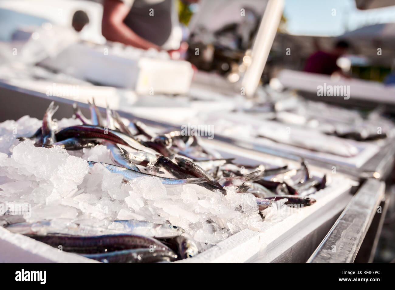 Pile of fresh European Anchovy fish for sale on the fishmonger, outdoor seafood market. Stock Photo