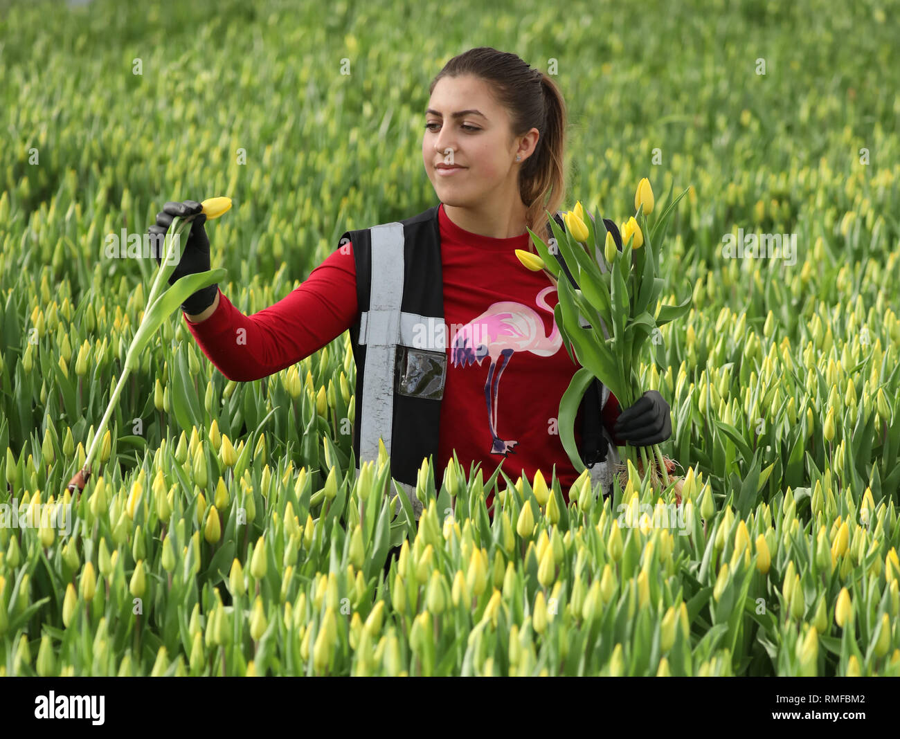 Spalding, Lincolnshire, UK. 14th Feb 2019. Maria Constantinescu, checks thousands of tulip flowers are in the best condition at Neame Lea Nurseries in Spalding, Lincs., as the warm weather has helped them flourish even more. Tulips, Neame Lea Nurseries, Spalding, Lincs., February 14, 2019. Credit: Paul Marriott/Alamy Live News Stock Photo