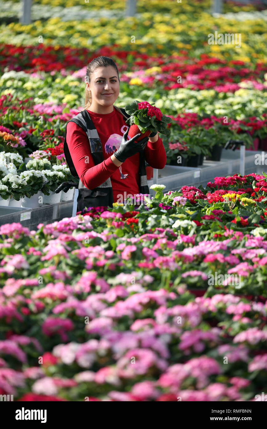 Spalding, Lincolnshire, UK. 14th Feb, 2019. Maria Constantinescu, checks thousands of colourful primula (primrose) flowers are in the best condition at Neame Lea Nurseries in Spalding, Lincs., as the warm weather has helped them flourish even more. Primula (primrose), Neame Lea Nurseries, Spalding, Lincs., February 14, 2019. Credit: Paul Marriott/Alamy Live News Stock Photo