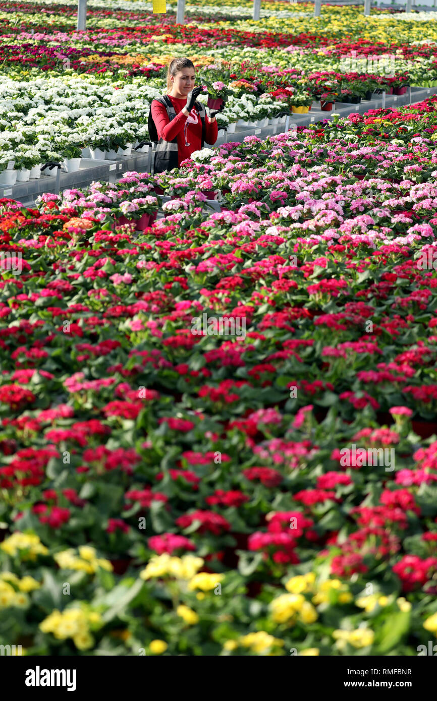Spalding, Lincolnshire, UK. 14th Feb, 2019. Maria Constantinescu, checks thousands of colourful primula (primrose) flowers are in the best condition at Neame Lea Nurseries in Spalding, Lincs., as the warm weather has helped them flourish even more. Primula (primrose), Neame Lea Nurseries, Spalding, Lincs., February 14, 2019. Credit: Paul Marriott/Alamy Live News Stock Photo