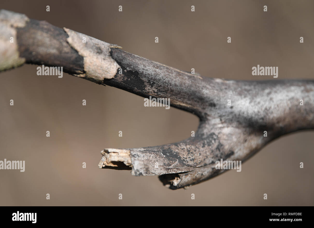 13 February 2019, Hessen, Offenbach/Main: A branch of a maple tree ...