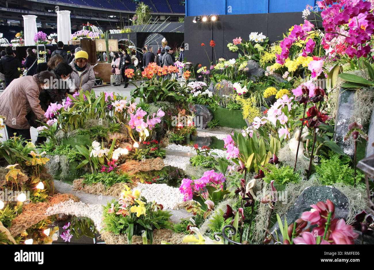 Tokyo, Japan. 15th Feb, 2019. People admire colorful orchids "JGP