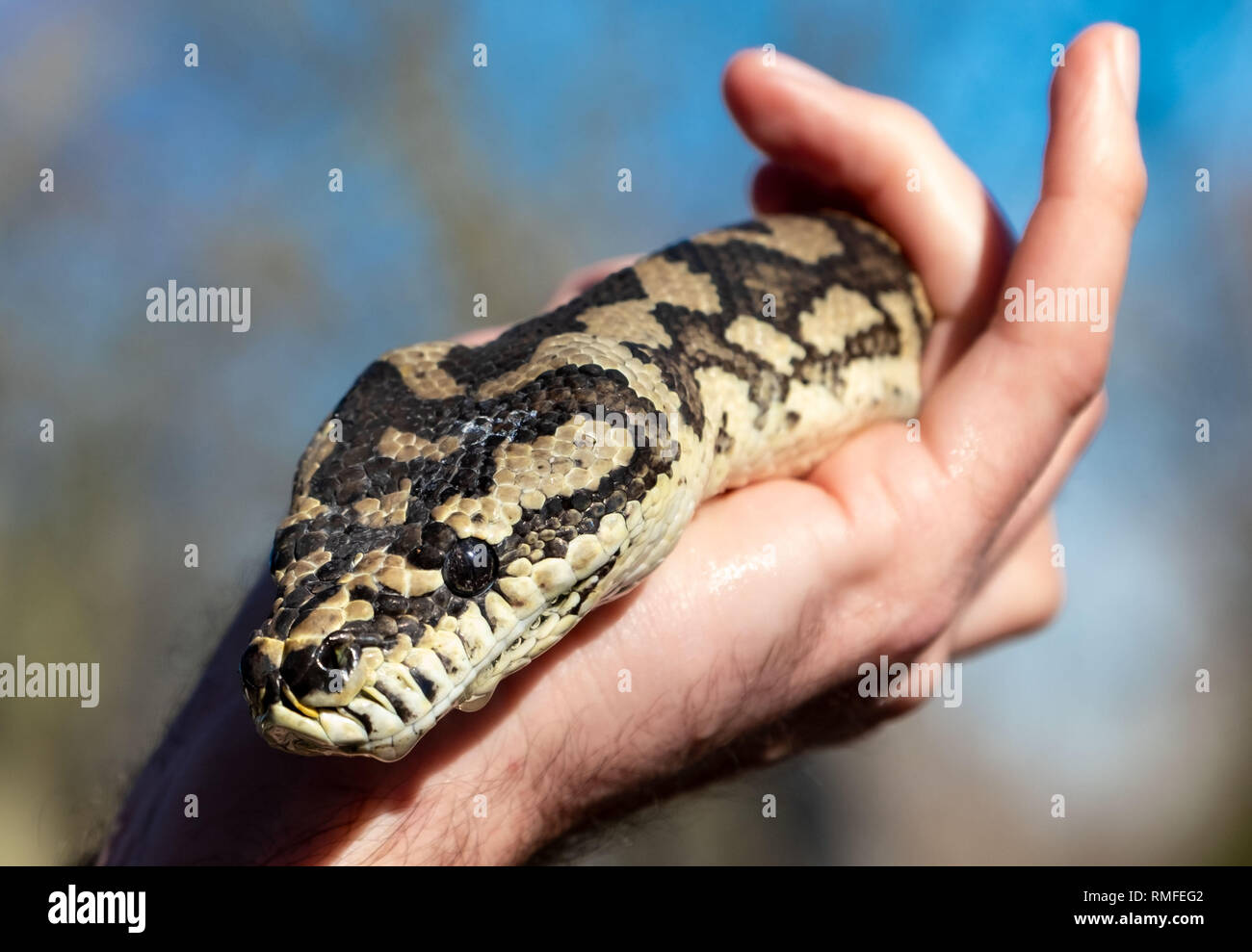 Leiferde, Germany. 15th Feb, 2019. A carpet python found by mushroom pickers is taken care of at the Nabu Species Conservation Centre. The Nabu Species Conservation Centre presents its balance sheet for 2018. Credit: Peter Steffen/dpa/Alamy Live News Stock Photo