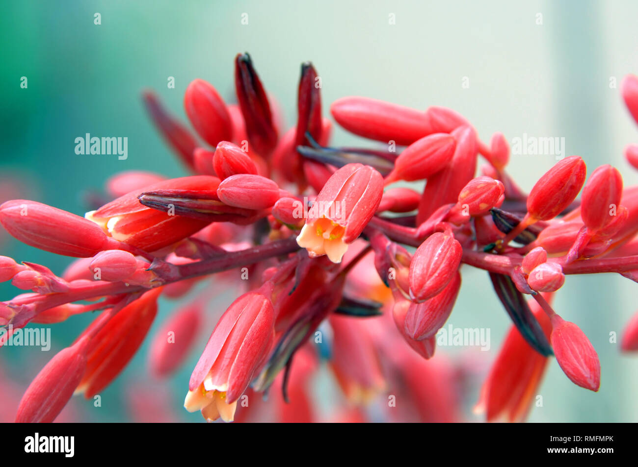 Flowering Red Yucca plant has clusters of red blooms. Flowers grow out