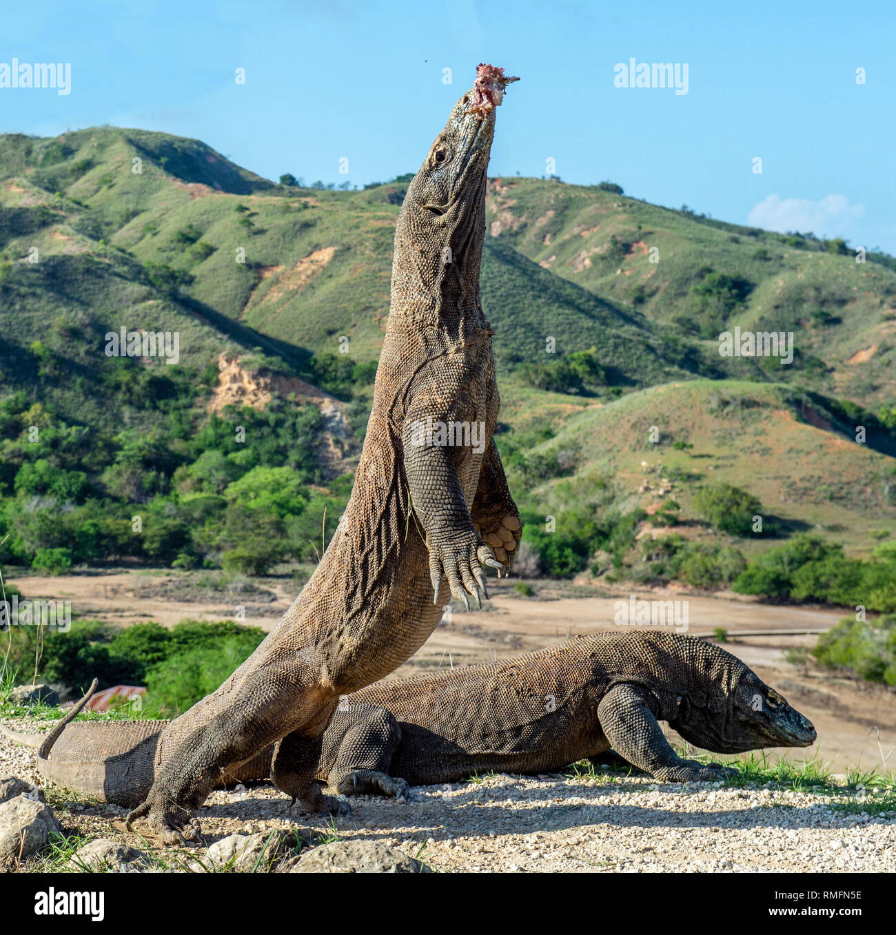 Largest Komodo Dragon Ever
