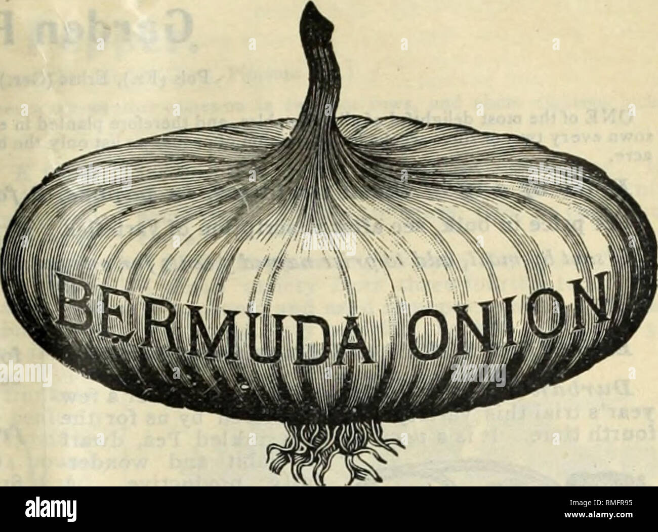 Bermuda Onions High Resolution Stock Photography and Images Alamy