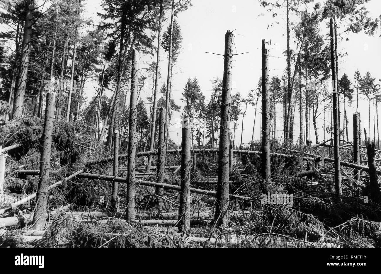 Broken trees after the storm disaster of 24.07.1988 in a forest on the main road between Germering and Planegg in the district of Munich. Stock Photo