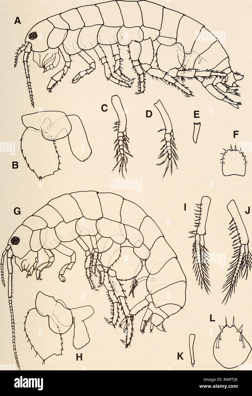 . Annals of the South African Museum = Annale van die Suid-Afrikaanse Museum. Natural history. TERRESTRIAL AMPHIPODS OF SOUTH AFRICA 349. Fig. 1. A-F. Talitroides alluaudi (Chevreux, 1896), male, 5 mm, UCT gardens. A. Lateral aspect. B. Base of pereopod 6 showing gill. C-E. Pleopods 1, 2, 3. F. Telson. G-L. Talitroides topitotum (Burt, 1934), male, 11 mm, Pinelands, Cape Town. G. Lateral view. H. Base of pereopod 6 showing gill. I-K. Pleopods 1, 2, 3. L. Telson.. Please note that these images are extracted from scanned page images that may have been digitally enhanced for readability - colorat Stock Photo