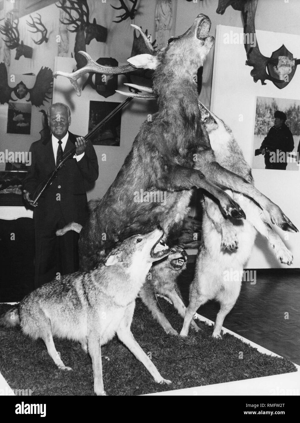 Director of the German Hunting and Fishing Museum Horst Popp presents a shotgun at the opening of the special exhibition 'Jagd und Fauna in der UdSSR' ('Hunting and Fauna in the USSR') in the Weisser saal  (White Hall). In the foreground, a pack of wolves tearing a red deer. Stock Photo