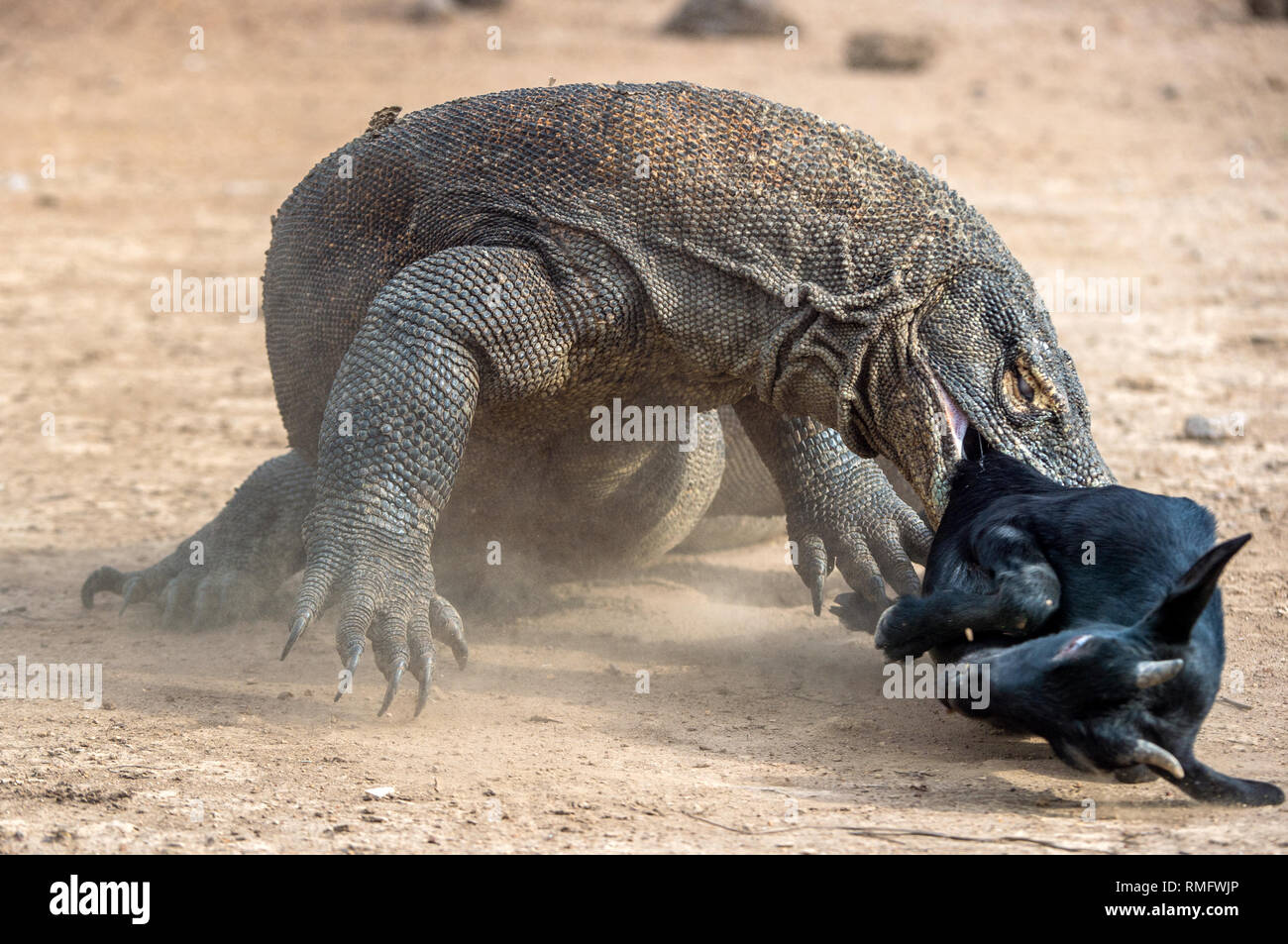The dragon attacks. The Komodo dragon with the prey. The Komodo dragon, Scientific name: Varanus komodoensis, is the biggest living lizard in the worl Stock Photo