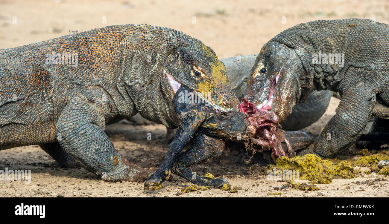The dragons tore prey. The Komodo dragon, Scientific name: Varanus komodoensis, is the biggest living lizard in the world. Natural Habitat. On island  Stock Photo
