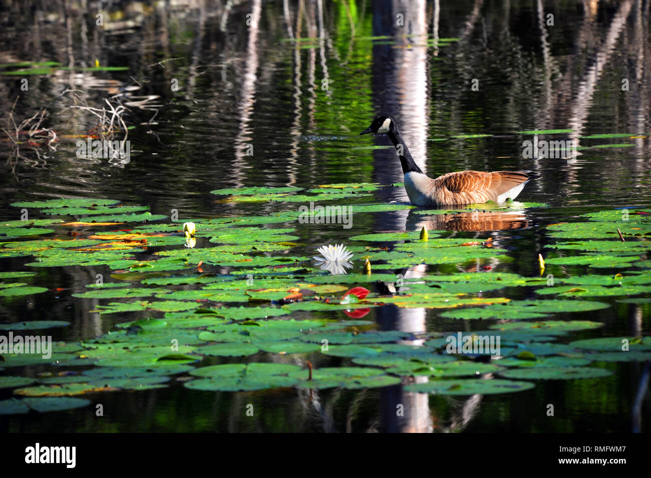 Canadian Goose glides through a cluster of lilly pads on Cooty Lake in South Arkansas. Stock Photo