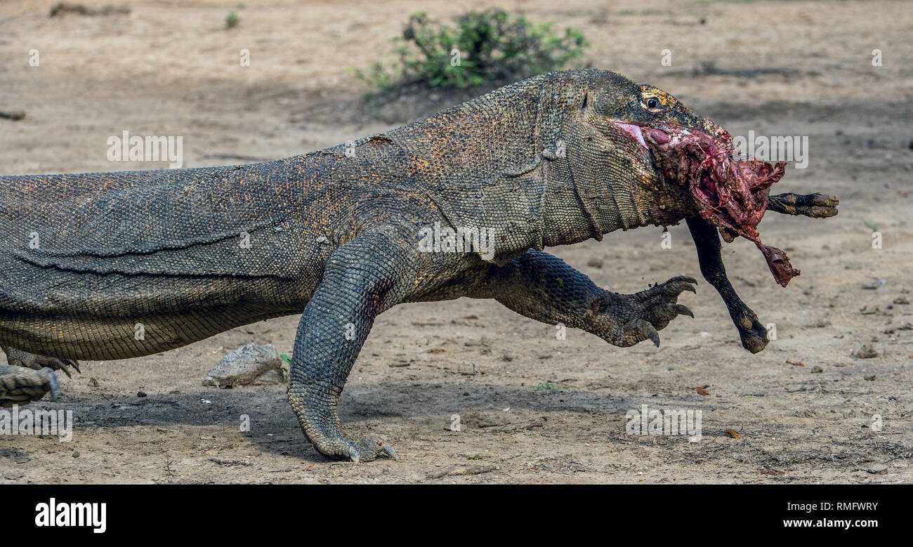 Komodo dragon attacks terrorize villages