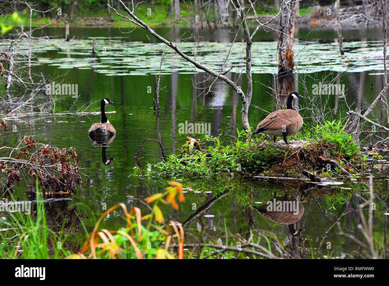 Couple of Canadian Geese stand guard over their nest of eggs on Cooty Lake in South Arkansas. Stock Photo