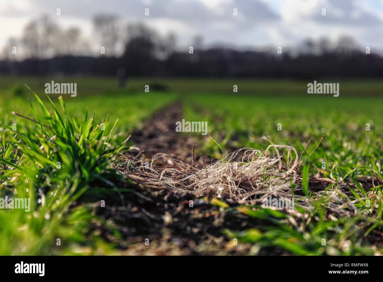 Plastic pollution on an acre with wheat crops Stock Photo