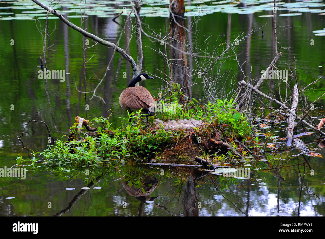 Canadian Goose stands guard over her nest.  She is on a small marshy island on Cooty Lake in South Arkansas. Stock Photo