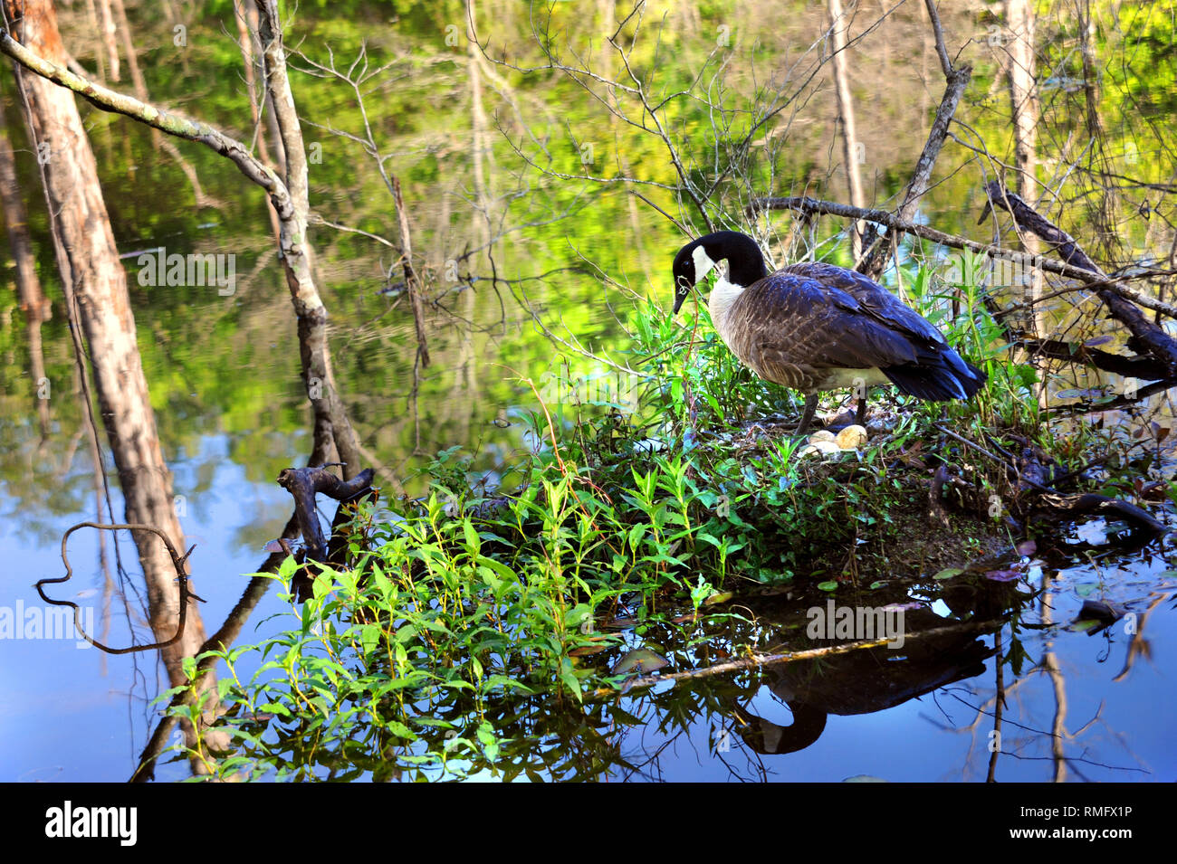 Canadian Goose stands over her cluster of three eggs.  She is on a marshy island on Cooty Lake in South Arkansas. Stock Photo