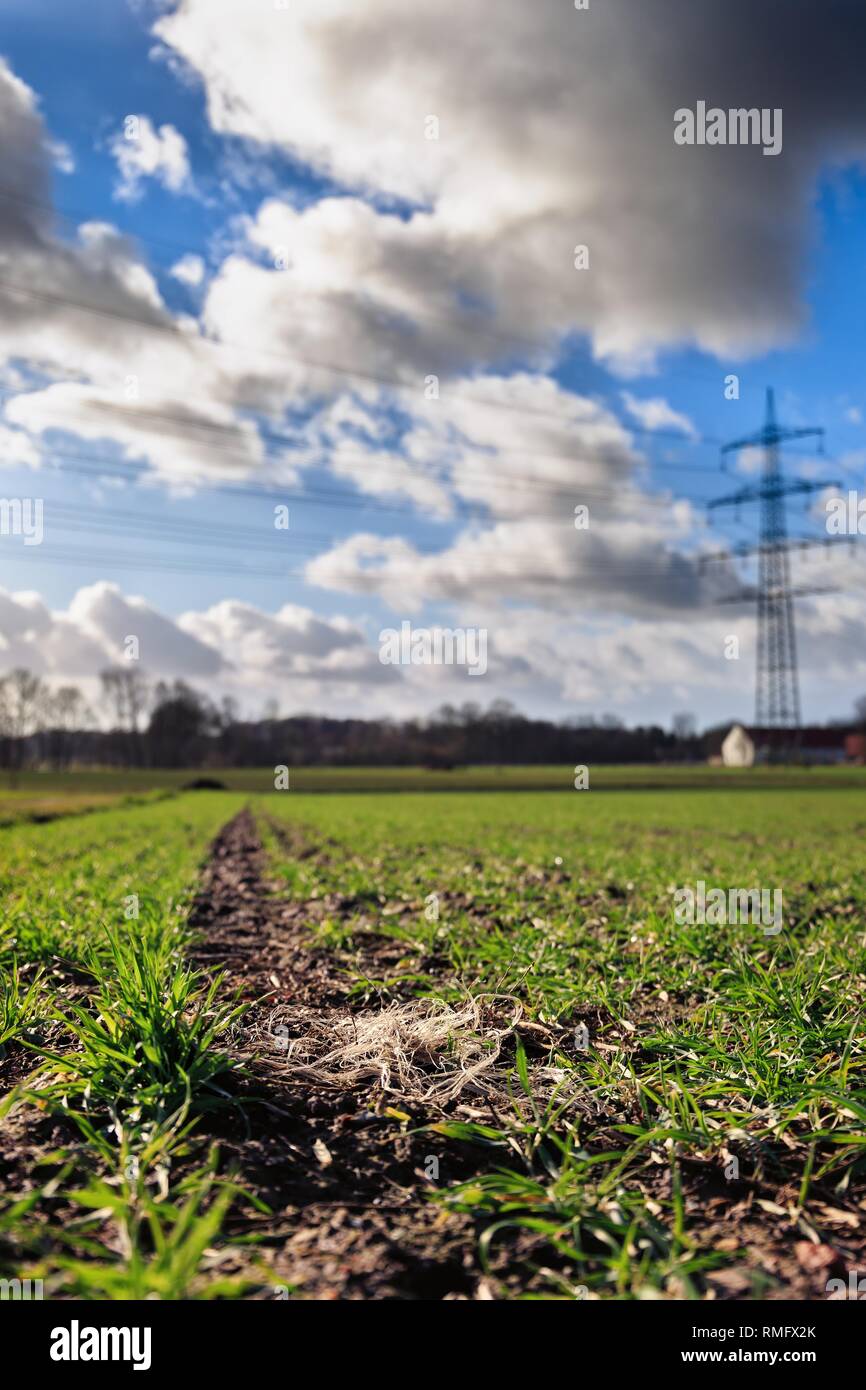 Plastic pollution on an acre with wheat crops Stock Photo