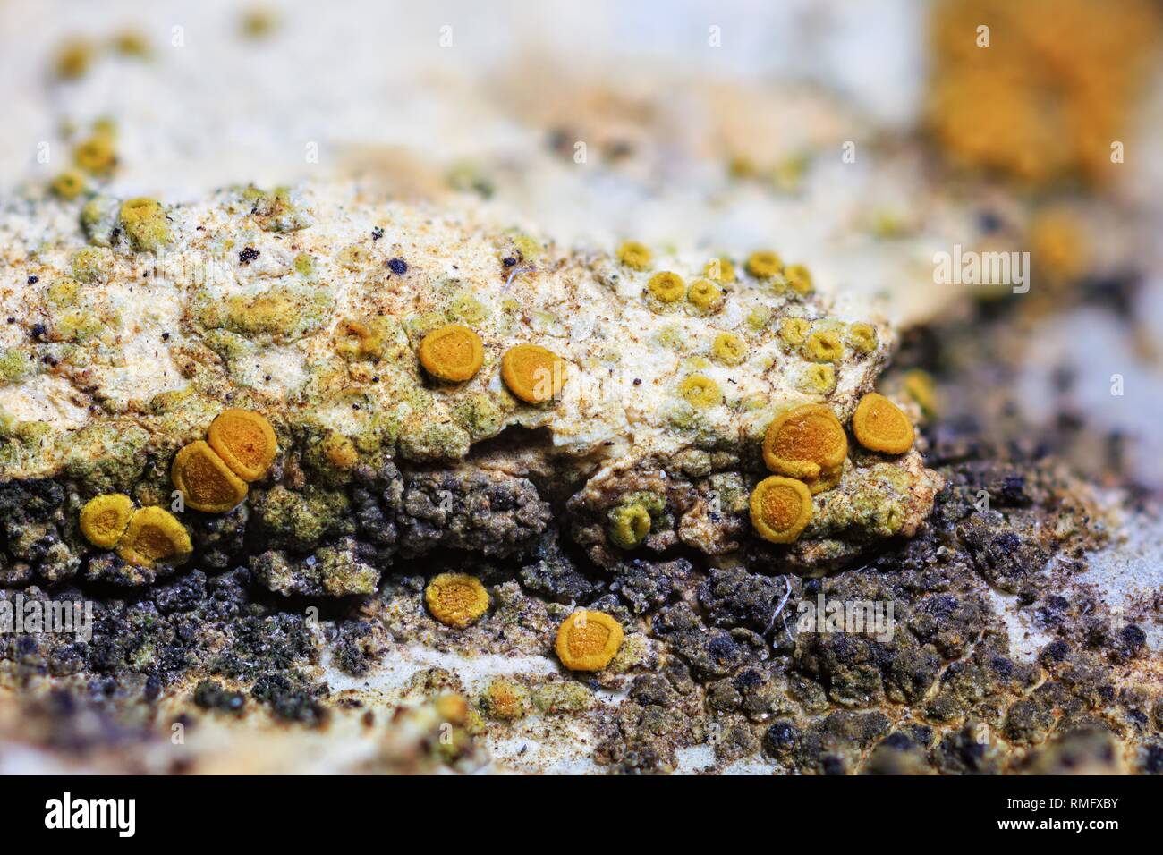 Closeup of trentepohlia aurea on Limestone Stock Photo