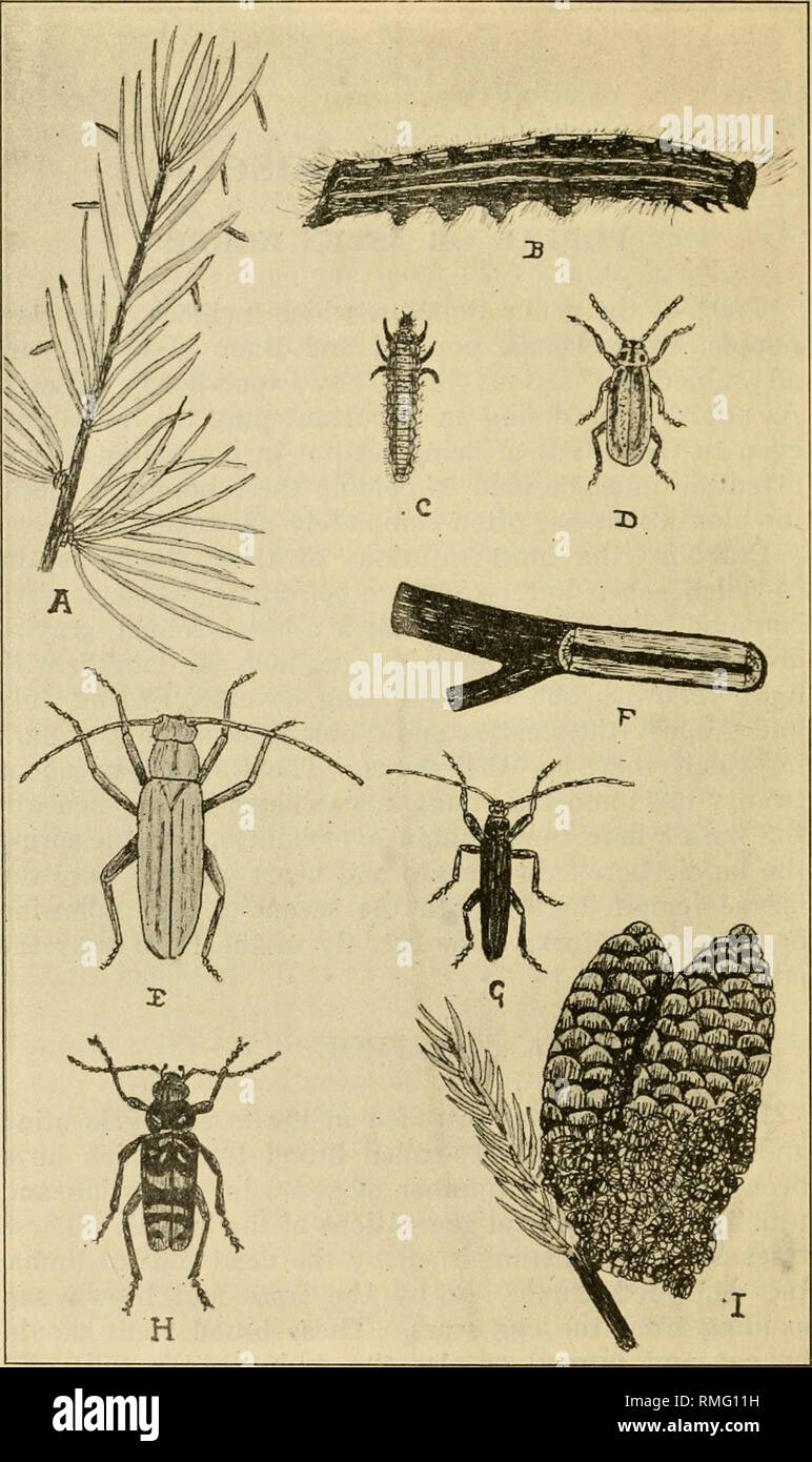 An Annotated List Of The Important North American Forest Insects