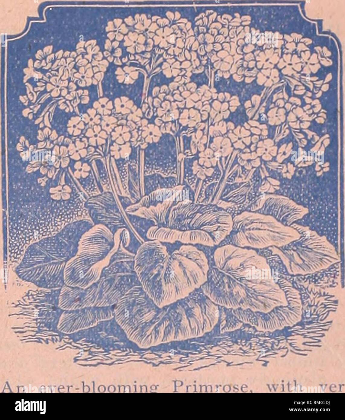 . Annual catalogue : seeds, bulbs, plants, implements, etc. Seed industry and trade; Seeds, Catalogs. J. CHAS. McCULLOUGH, N. E. Cor. 2nd and Walnut Sts., Cincinnati, O. PRIMULA OBCONICA.. SWEET PEAS-Continued. Blanche Ferry—Large pink and white flowjrs of j'.'rfect form on long stem ; plant br^.-chy ana compact. It blooms early, long and profusely. 25c. oz.; 5c. pkt. Princess of Walas—White ground, shaded and striped indigo blue and lavender. 25c. oz.; 5c. pkt. Queen of the Isles—Rose, claret and scar- th white large flowers of fine .; 5c. pkt. -Rich, bright coppery crimson, rosy pink. 25c. o Stock Photo