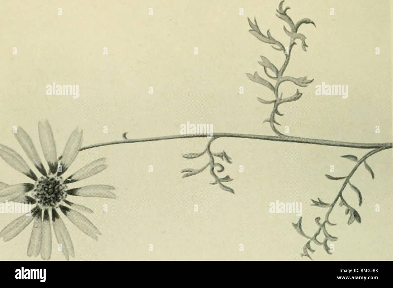 Annual And Biennial Garden Plants Their Value And Uses With Full Instructions For Their Cultivation Annuals