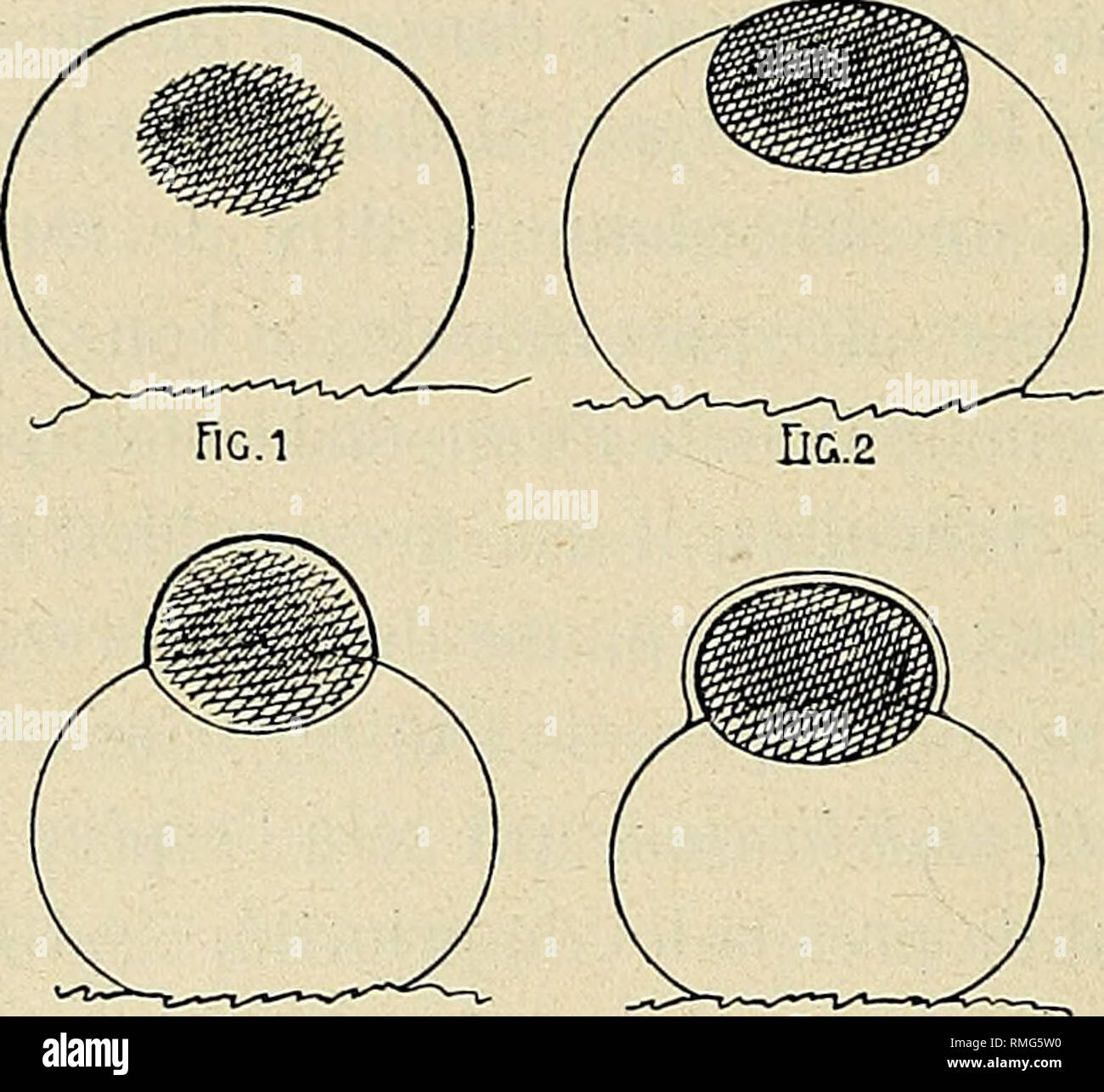 Irise Stock Photos Irise Stock Images Alamy