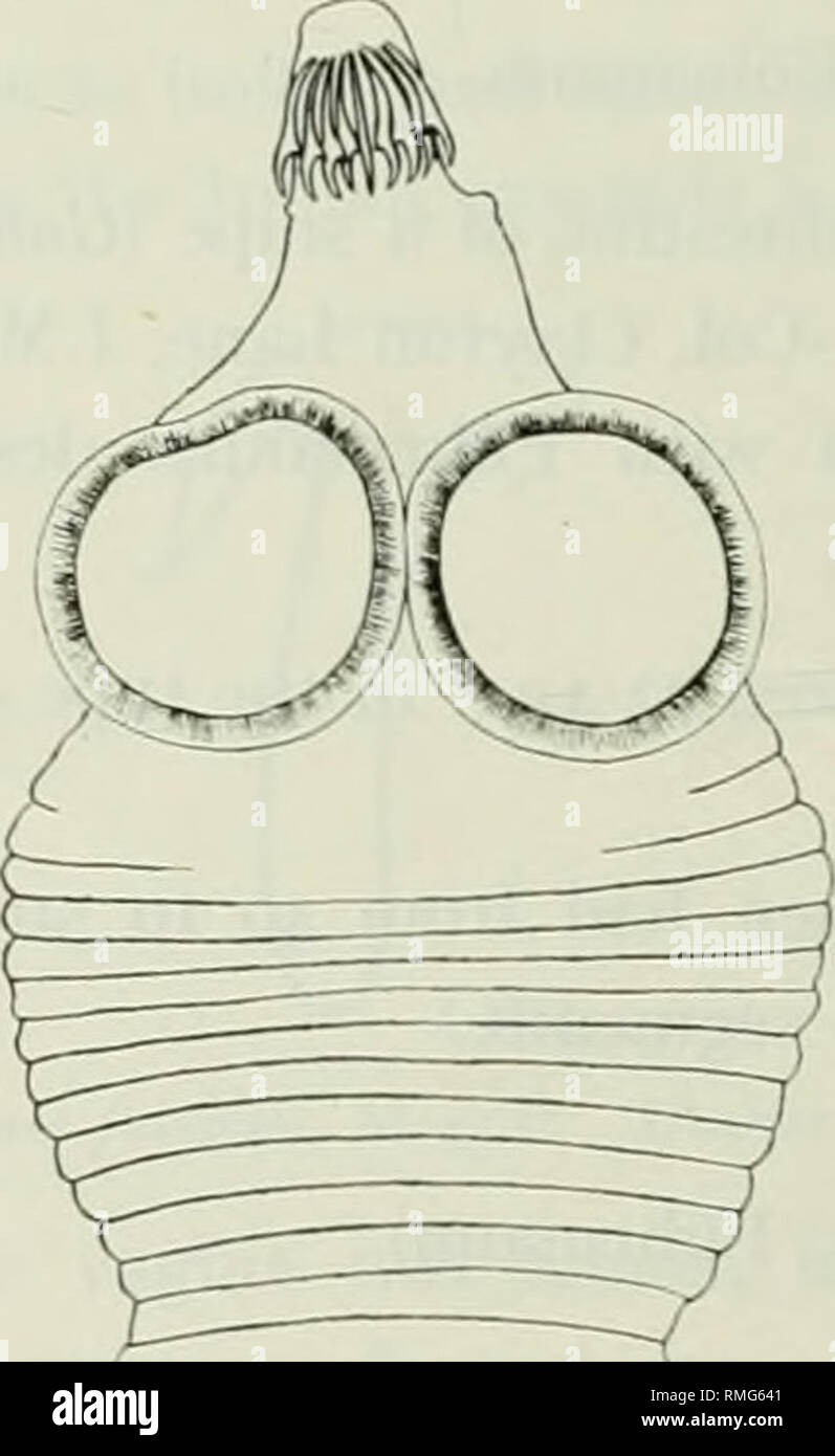 Worm Radiates . Annals of tropical medicine and parasitology. Parasites. 368 External ...