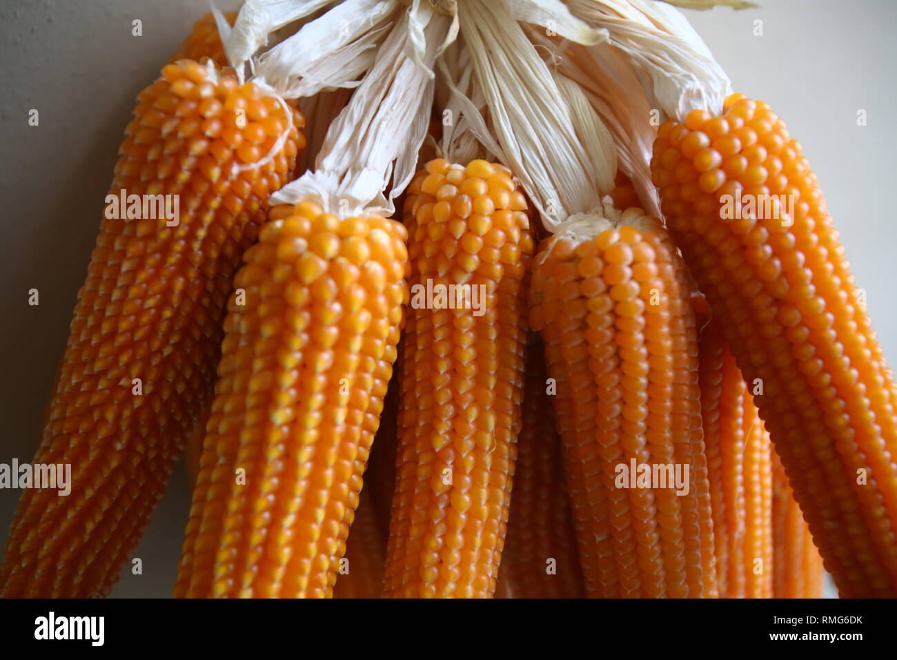 organic corn cobs together Stock Photo