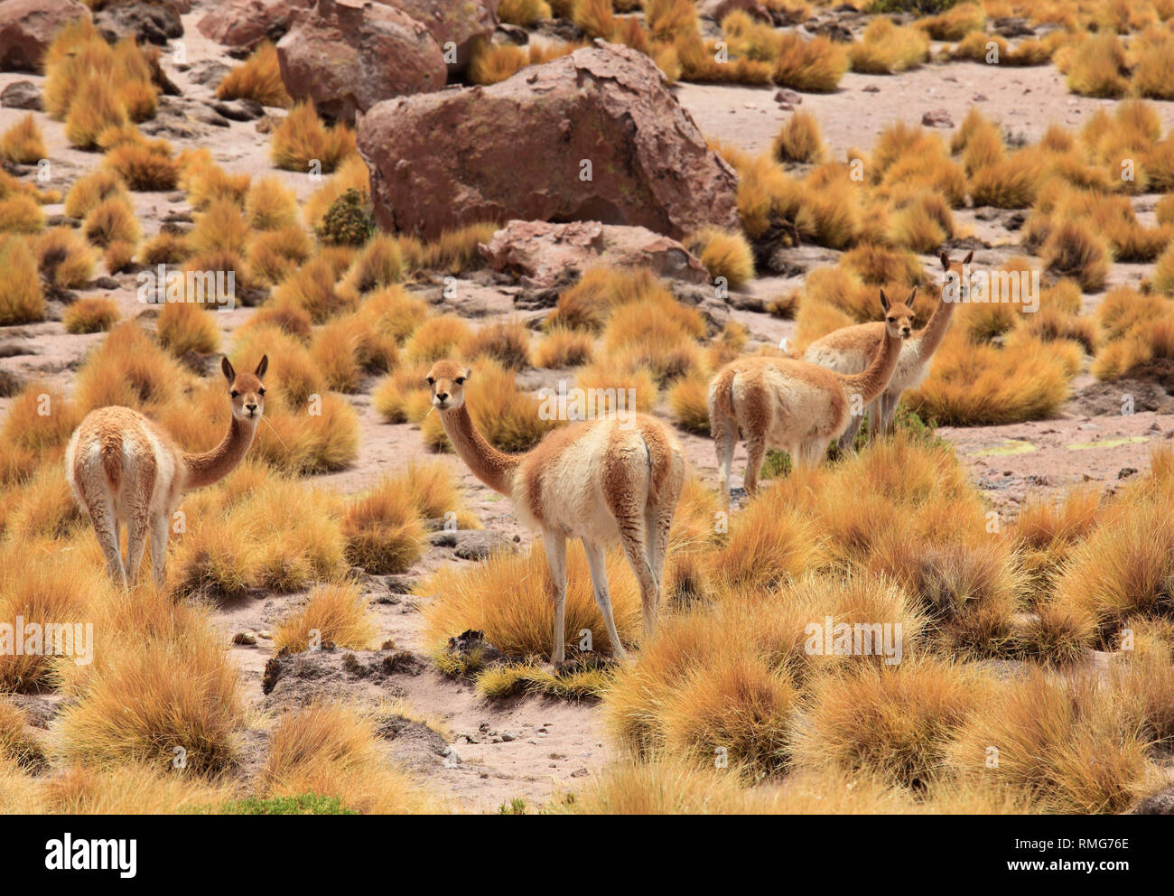 Chile, Antofagasta Region, Atacama Desert, vicunas, vicugna vicugna, Stock Photo