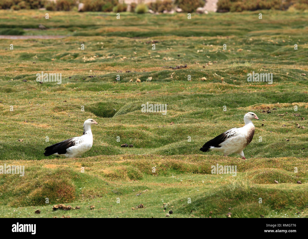 Chile, Antofagasta Region, Andes Mountains, Machuca, birds, Stock Photo