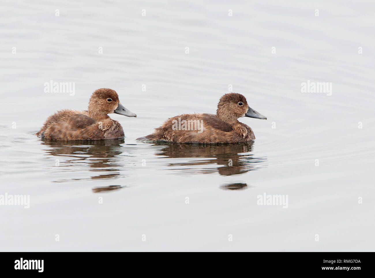 Two Northern Pintail Ducklings Stock Photo Alamy