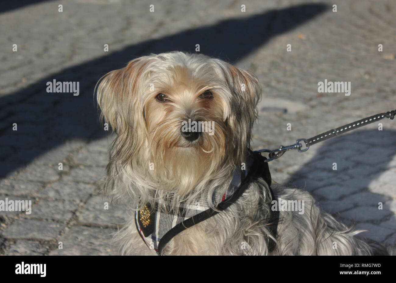 Small dog breed Malteser Yorkshire mix watching environment. Stock Photo