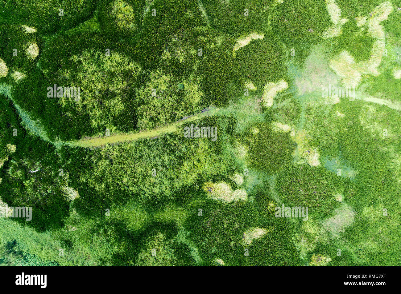 Aerial view drone shot Top down of Green forest and lake beautiful ...