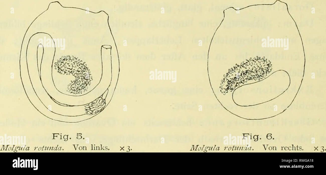 Annotationes Zoologicae Japonenses Nihon Do Butsugaku Iho 448 Dr Asajiro Oka Hochst Wahrscheinlich Ist Dass Sic alamy