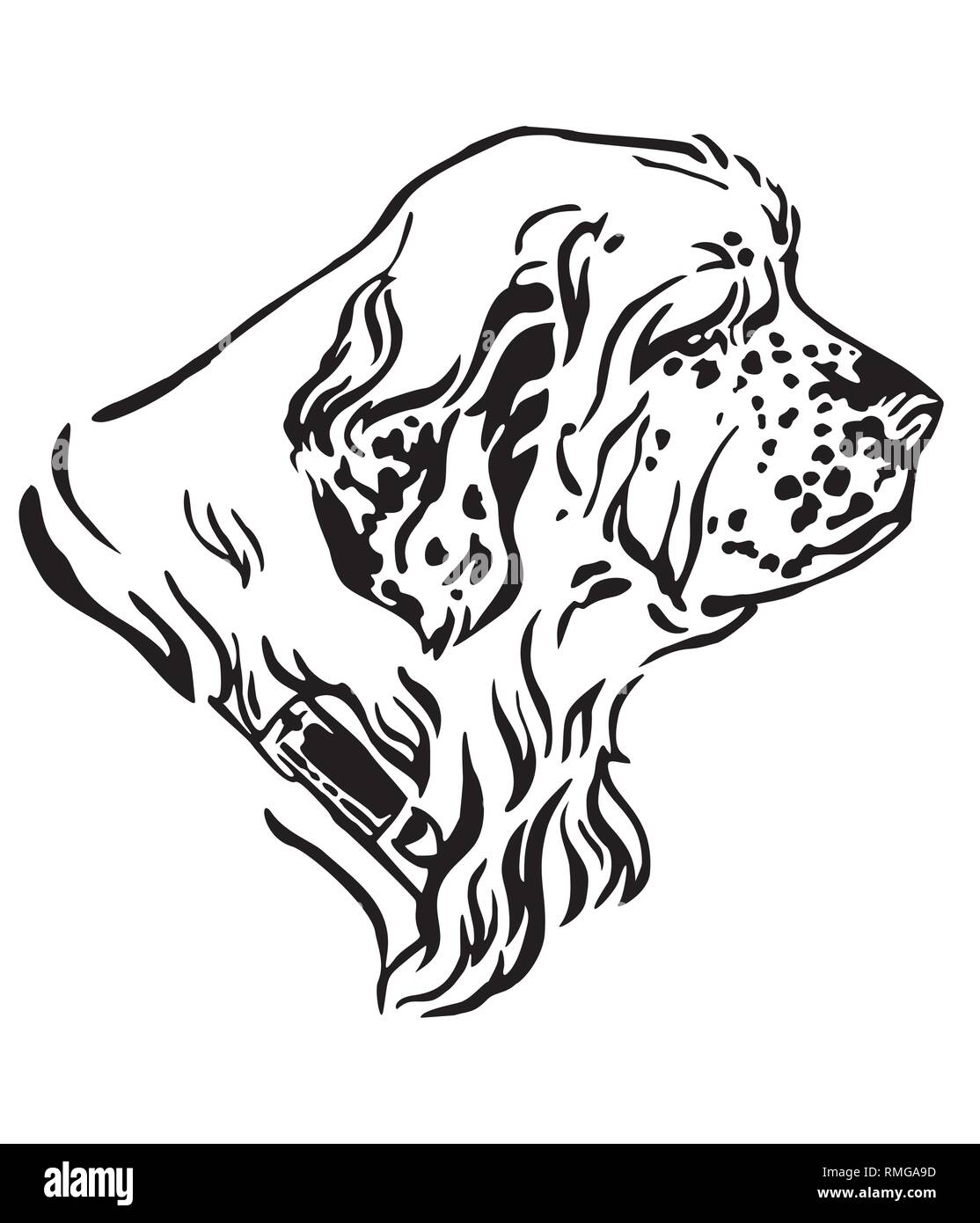 Decorative outline portrait of Dog Clumber Spaniel looking in profile, vector illustration in black color isolated on white background. Image for desi Stock Vector
