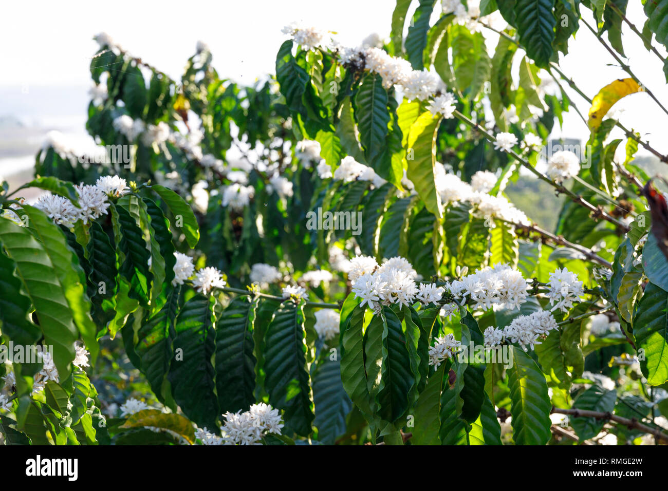 Closeup of green coffee plant leaves, blossoms and berries in Vietnam Stock Photo