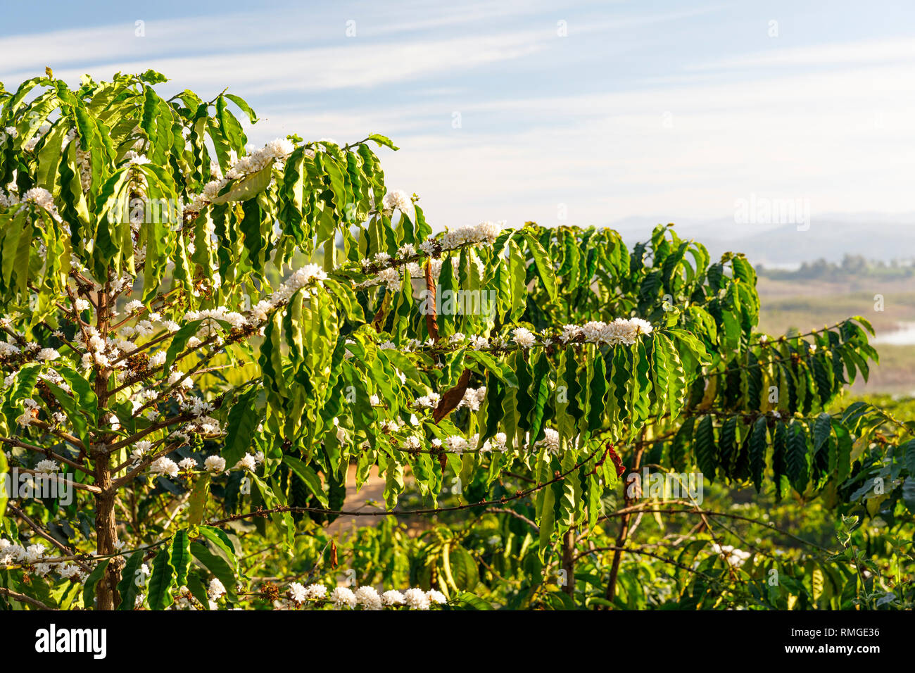 Closeup of green coffee plant leaves, blossoms and berries in Vietnam Stock Photo