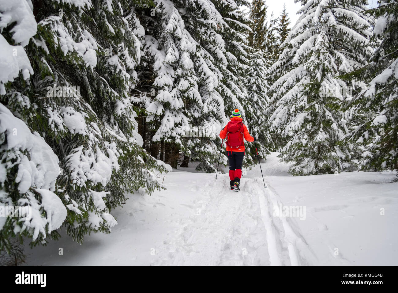Single female tourist on a Winter snowy hiking trail, going pass snow covered fir trees, alongside ski tracks on the ground, in Piatra Mare (Carpathia Stock Photo