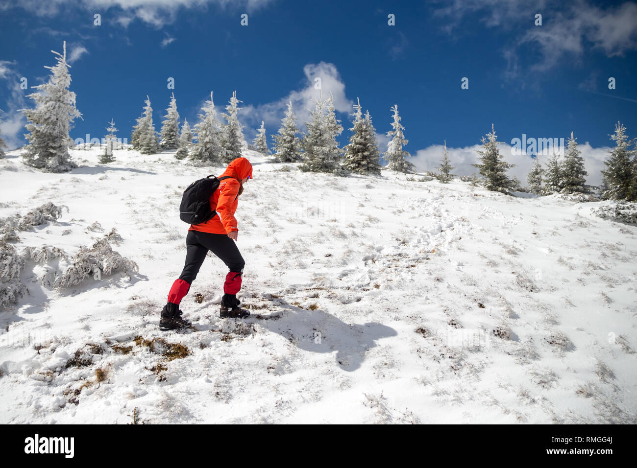Powerful woman struggling to hike towards a snowy mountain ridge, through isolated fir trees covered in snow, with wind coming hard from the front - W Stock Photo