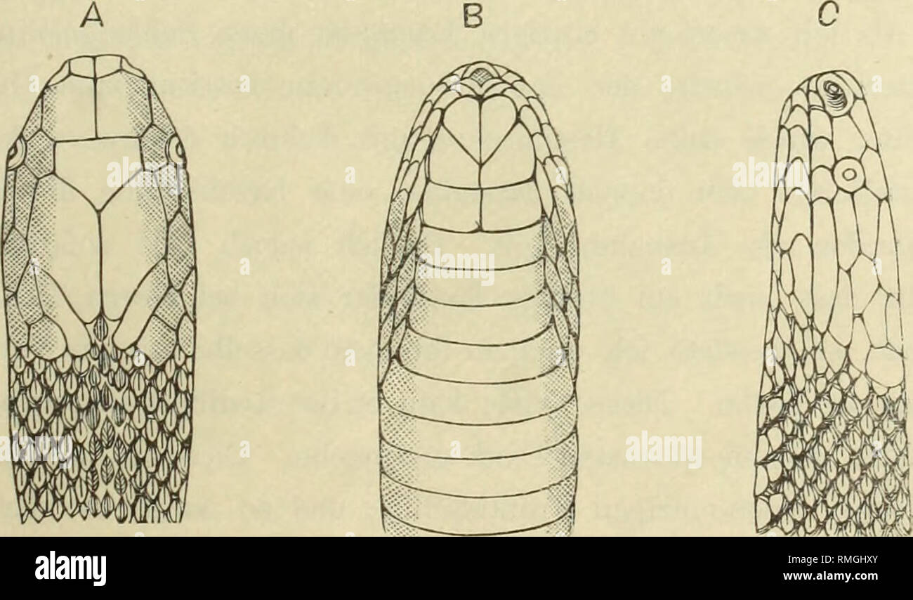 . Annotationes zoologicae japonenses / Nihon do?butsugaku iho?. Ueber