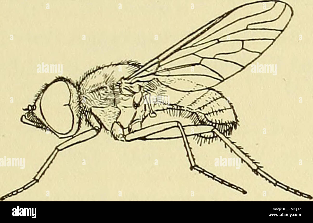 . An annotated list of the Diptera (flies) of Oregon. Diptera. Vol. XI] COLE AND LOt'ETT—UST OF OREGON DIPTERA 243 collected mostly on sandy stretches along the Hood River on bright sunny days (Cole). 241. Dialineura crassicornis (Will.) Common at Hood River, V-10 to VI-26 (Cole). The habits are like those of Thereva vialis. Williston described the species in the genus Thereva. 242. Metaphragma planiceps (Loew) Burns, V-19 (B. G. Thompson). Family BOMBYLIID^E. Fig. 21. Epacmus nitidus Cole, n. sp. Drawing of holotype. The &quot;bee-flies&quot; are usually more or less covered with fur- like ha Stock Photo