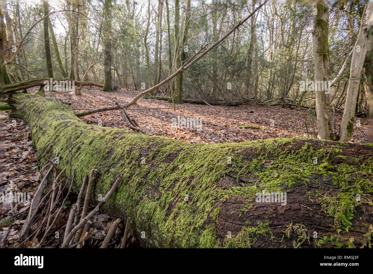 clearing in woods Stock Photo - Alamy