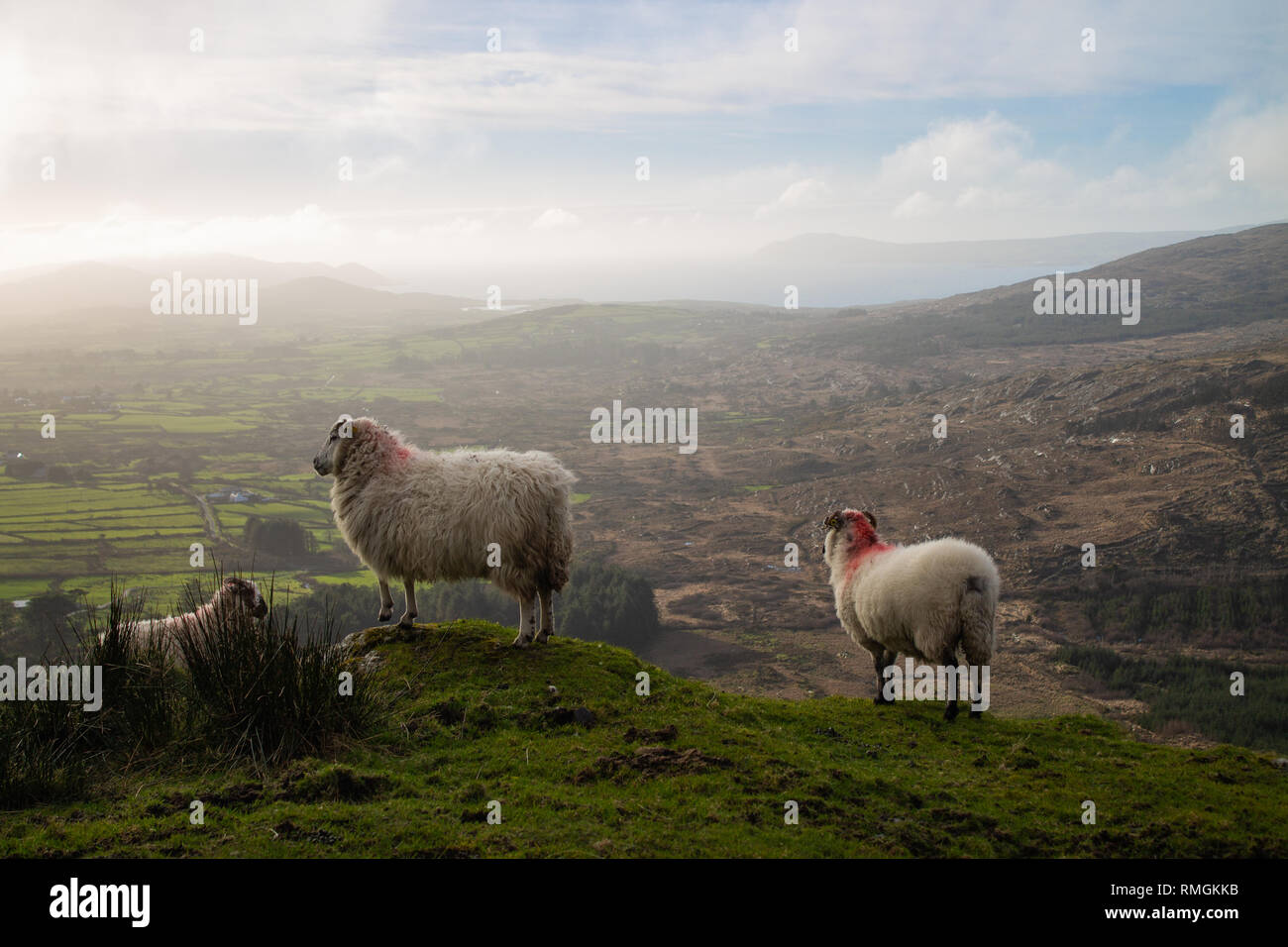 mixed breed sheep or ewes looking into a valley from a hilltop or summit Stock Photo