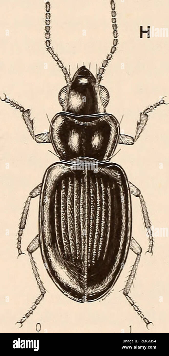 . Annals of the South African Museum = Annale van die Suid-Afrikaanse Museum. Natural history. Fig. 2. Families Carabidae, Cicindelidae. Silphidae. A. Scarites rugosus (adult). B. Acanthoscelis ruficomis (adult). C. Geobaenus lateralis (adult). D. Harpalus capicola (adult). E. Tetragonoderus thunbergi (adult). F. Silpha mutila- ta (adult). G. Platychila pallida (adult). H. Thachys capicola (adult).. Please note that these images are extracted from scanned page images that may have been digitally enhanced for readability - coloration and appearance of these illustrations may not perfectly resem Stock Photo